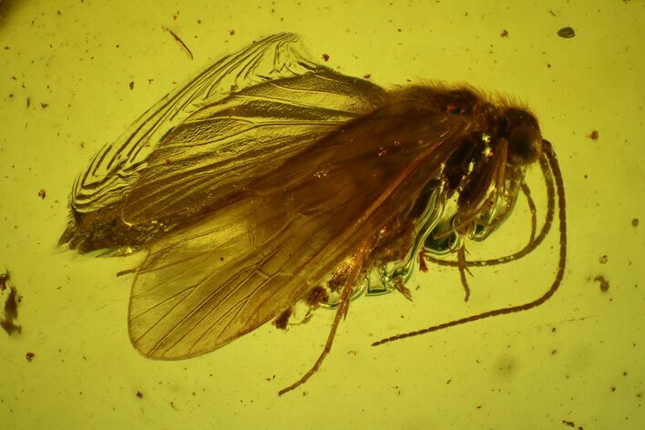 Detailed Fossil Caddisfly (Trichoptera) In Baltic Amber #170060
